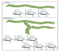 Şekil 2 Amilaz ve amilopektin yapısı [6]