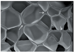 Şekil 4 HDPE köpüğün SEM görüntüsü oklar hücre duvarlarındaki incelmeyi göstermektedir [3]